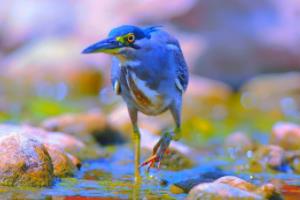 足球波胆如何组合,从基础到高级技巧足球波胆如何组合