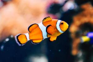 500足球波胆，专业的足球投注策略500足球波胆